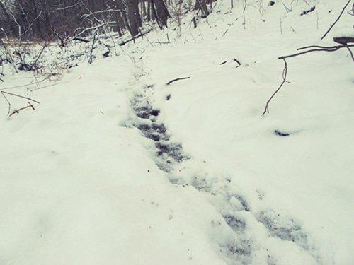 game-trail-snow-2